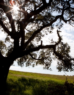 natureza-herdade-do-amarelo