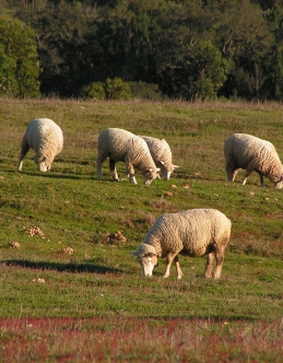Ovelhas